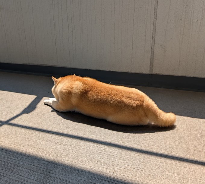A golden Shiba Inu flattens himself against a sunlit concrete floor, his body stretched out into a perfect elongated loaf to cool off in the dangerous heat, looking remarkably like a freshly baked shokupan (Japanese milk bread).