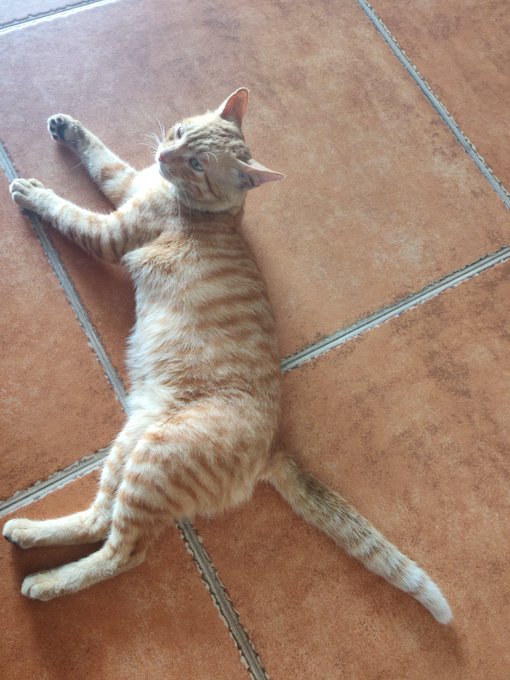 An orange tabby cat lies sprawled on its side on a terracotta tiled floor, looking up towards the camera.