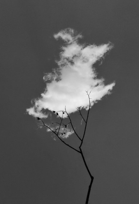 A minimalist black-and-white photograph of a thin bare branch silhouetted against a gray sky, with a single fluffy white cloud resembling a tree shape behind it.