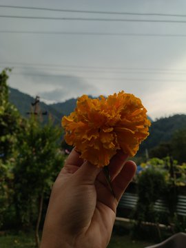 A hand holding a bright orange marigold flower in the foreground, set against a background of green trees, misty mountains, and an overcast sky.