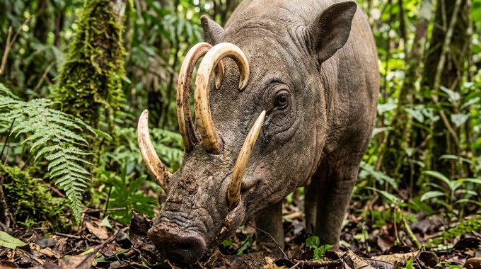 Close-up of a babirusa, a wild pig with distinctive curved tusks, foraging in a lush jungle environment.