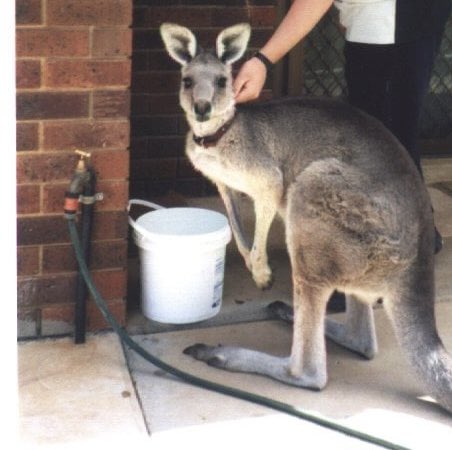 The image depicts a person reaching out their hand towards a grey kangaroo standing next to a water spout or hose, as if trying to pet it. A white bucket can be seen nearby, possibly filled with water for the kangaroo. In the background, there is another person partially visible. The scene conveys a sense of curiosity about the kangaroo and interaction between humans and animals. As the image was taken by someone who follows the account $20 in 12 hours & RT & Follow @scrambledxbt or likes tweet below, it's likely that this photo serves as an interesting topic for discussions or engagement with others on social media platforms.