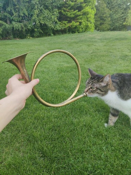 A hand holds a brass French horn in a grassy yard while a tabby cat sniffs curiously at the mouthpiece.