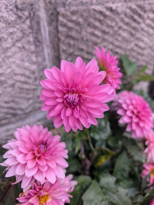 Pink dahlia flowers in full bloom against a textured gray stone wall background.
