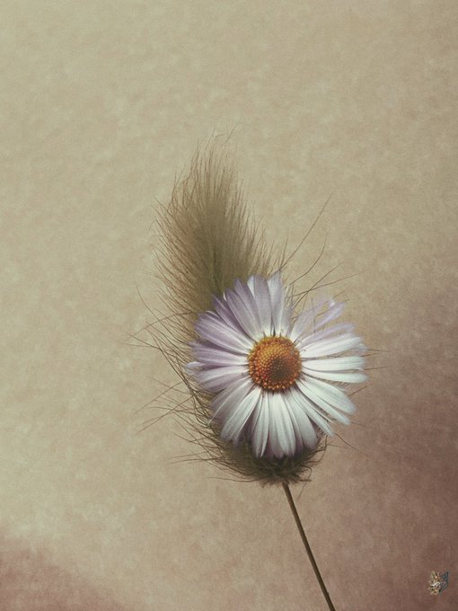A digital painting of a delicate white and pink daisy-like flower with feathery seed attached, set against a textured vintage beige background with a small 'G&S' logo in the corner.