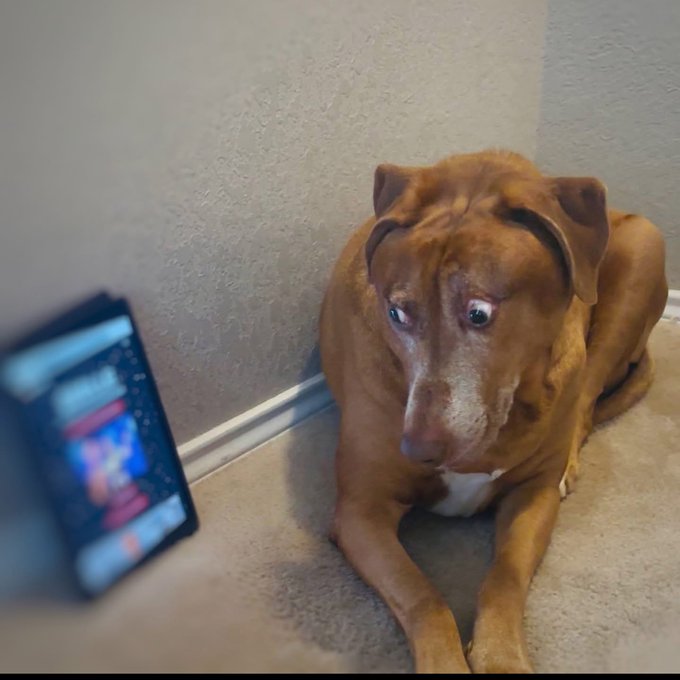 A brown pit bull-type dog lies on carpet against a beige wall, looking up with wide eyes at a smartphone displaying an app interface.
