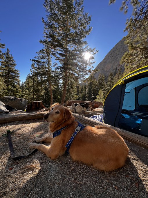 A golden retriever wearing a blue harness rests on the ground next to a yellow and blue tent in a sunny, forested campsite.