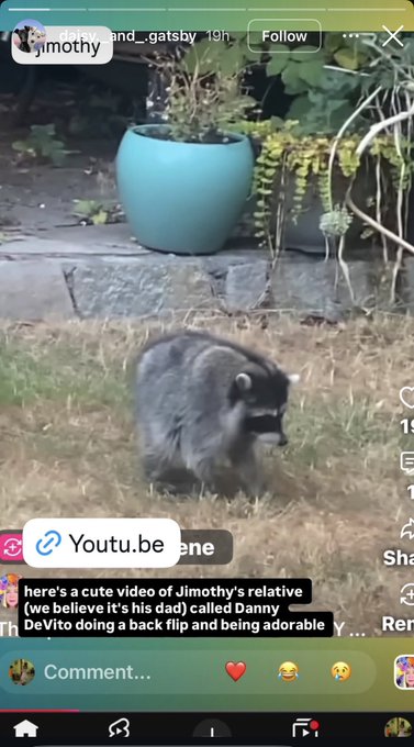 A screenshot of a social media video showing a small raccoon-like animal standing on grass in a backyard, with text overlay reading 'here's a cute video of Jimothy's relative (we believe it's his dad) called Danny DeVito doing a back flip and being adorable.'