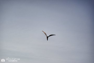 A photograph of a pterodactyl or large bird in flight against a pale gray sky, with a watermark reading "elenarossip."