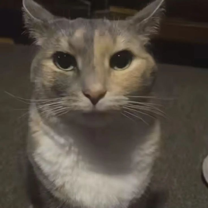 A close-up photo of a tabby cat looking directly at the camera with large green eyes.
