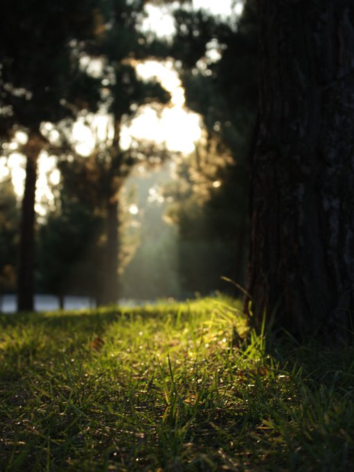 A serene forest scene at golden hour with sunlight filtering through tall trees, illuminating dew-covered grass in the foreground while a large tree trunk dominates the right side.