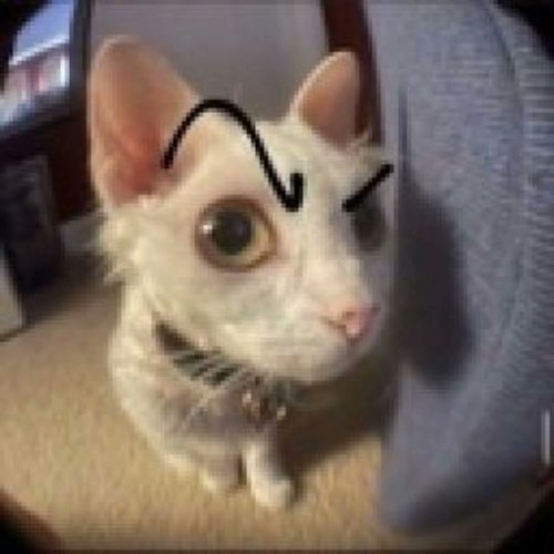 A white cat with a drawn-on unibrow looks sternly at the camera, appearing slightly suspicious or judgmental as if silently watching over comments left unread. The furrowed brow perfectly matches the mood of someone acknowledging they've seen the comments but playfully threatening to have read them all.