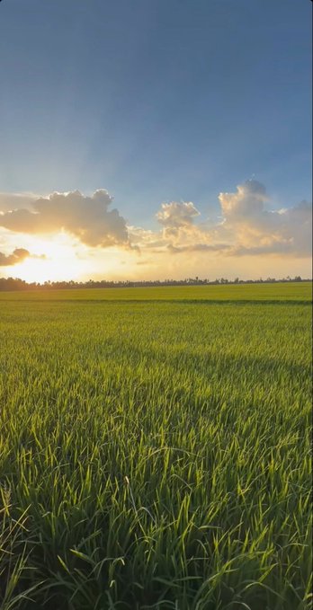 A vast field of lush green grass stretches toward a distant treeline, with the setting sun partially obscured by clouds casting a warm golden glow across the sky.