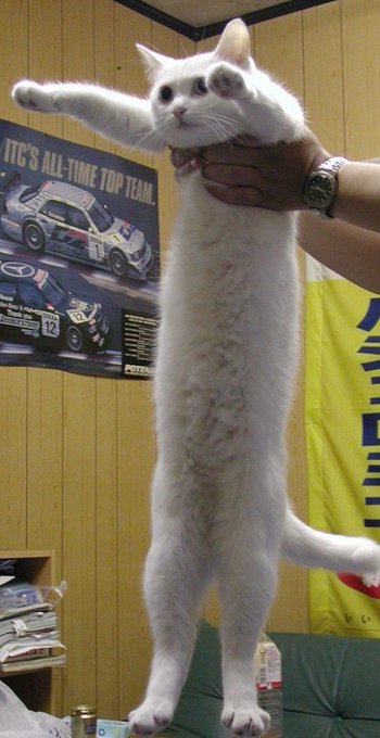 A white cat stretched out vertically and held by a person's hands in front of a racing poster, appearing unusually long in a humorous internet meme photo.