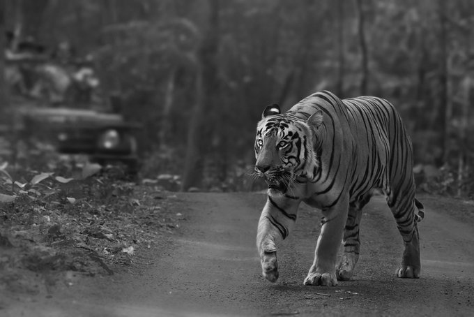 A majestic Bengal tiger strides down a forest road in this black-and-white photograph, embodying the regal presence of "His Highness" featured in the auction. The image's powerful composition, with safari vehicles visible in the background, adds an air of exclusivity fitting for the 1/1 NFT listing.