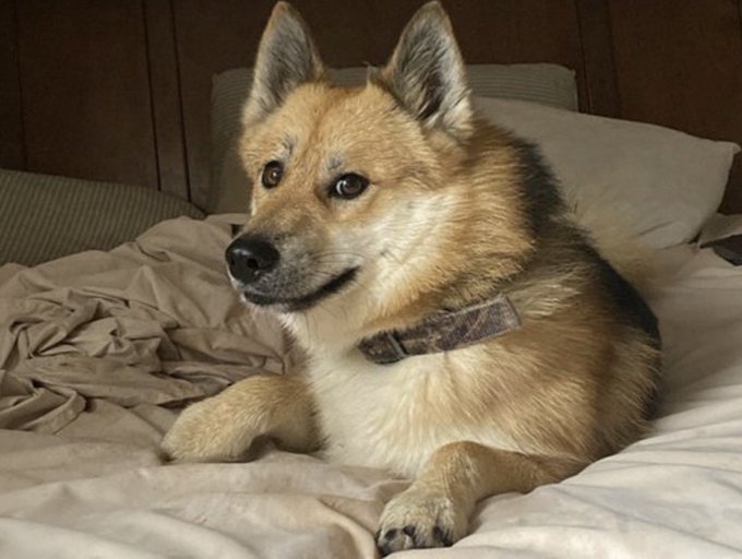 A German Shepherd mix dog with tan and black fur lying comfortably on beige bedding, wearing a brown collar.