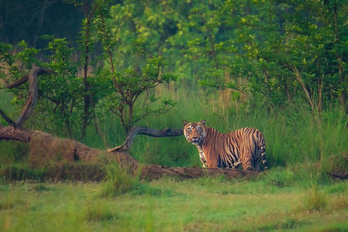 A Bengal tiger (Panthera tigris) walks through the lush green grasslands of Tadoba Andhari Tiger Reserve in Maharashtra, India, captured with a Nikon camera. The striking wildlife photograph showcases the majestic predator in its natural habitat, complementing the celebratory NFT mint.