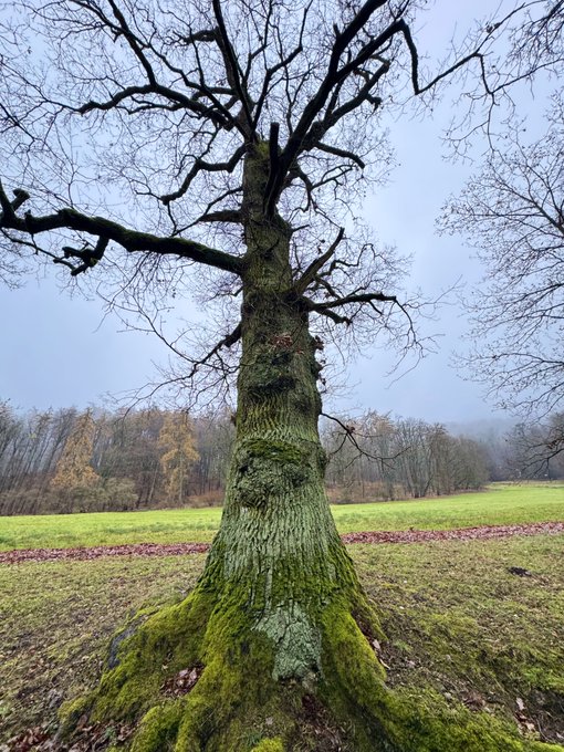 A majestic, leafless tree with a thick moss-covered trunk stands alone in a misty field, its sprawling branches reaching into the overcast sky. The image evokes a sense of stillness and growth, mirroring the post's message of building momentum and moving forward amid the quiet pause before markets stir.