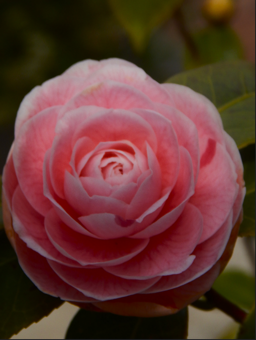 A close-up macro photograph displays a fully bloomed pink camellia flower with delicate layered petals surrounded by dark green leaves.
