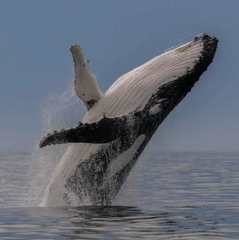 A humpback whale breaches dramatically out of the ocean, symbolizing the large-scale Bitcoin sale by whale wallet "bc1qsy" that moved $136.5 million worth of BTC as the crypto market rebounded.