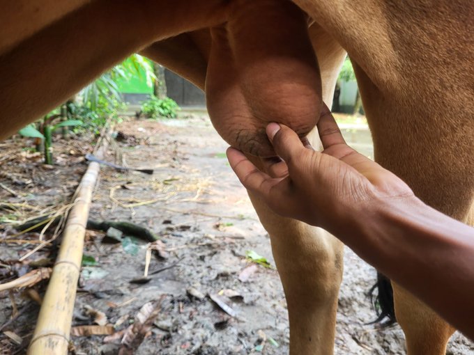 The image shows a person's hand gently touching a brown horse's udder, possibly checking for any lumps or issues with the animal's health. The background features a lush green forest, adding a natural element to the scene. The caption "Good Morning Eid ul-Adha is just around the corner..." suggests that this image might be related to an event or occasion in which people gather outdoors and take care of animals as part of their daily routine or special activities during the holy month of Ramadan.