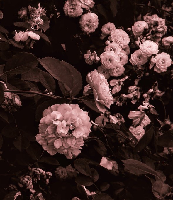 A close-up, sepia-toned photograph of a cluster of blooming roses and leaves.