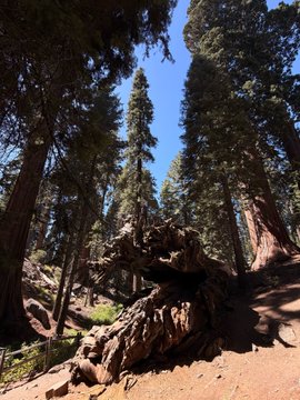 A photograph looking up at tall sequoia or redwood trees with a large gnarled, weathered tree stump or root system prominently featured in the forest floor.