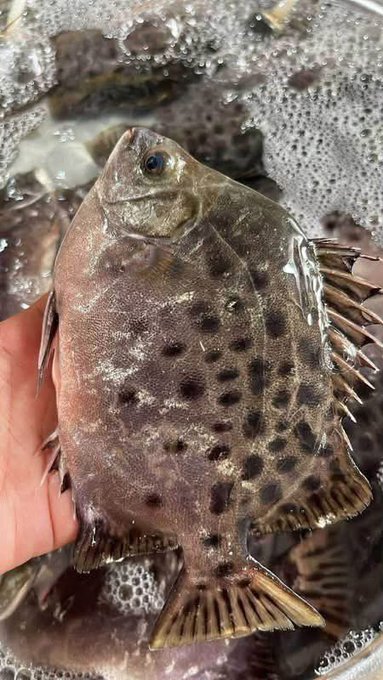 A close-up photograph of a person's hand holding a spotted brown and tan fish with a flat, round body and spiny fins, taken over bubbling water.
