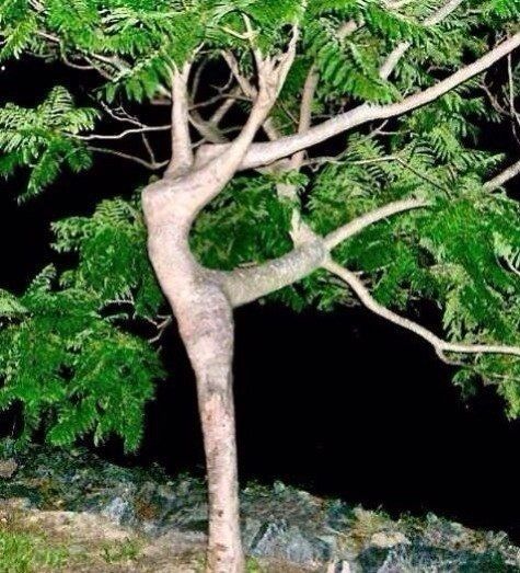 A tree with branches that appear to form the shape of a person dancing against a black background.
