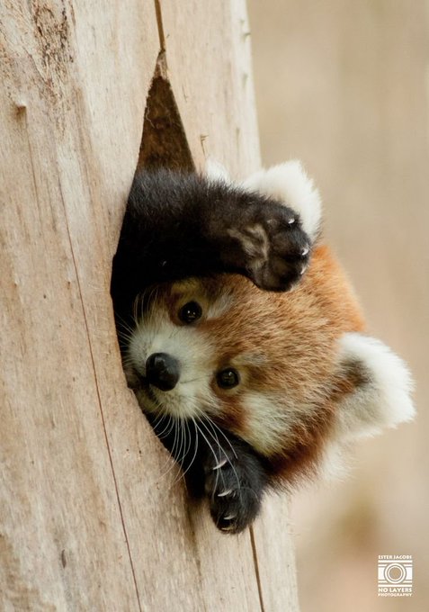 A photograph of a red panda looking down from a hole in a wooden tree trunk, credited to "Steve Jacobs / No Lives Photography".