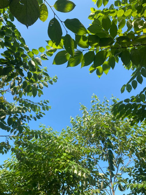 A view looking up at bright green leaves framing a clear blue sky, taken from beneath tree branches.