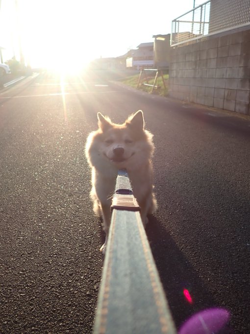 A Shiba Inu walks toward the camera on a leash along a sunlit residential street, with strong backlighting and lens flare. No readable text or numbers appear in the image, which serves as a humorous visual accompaniment to the post’s joke about speculative “smart money” and a Solana token.