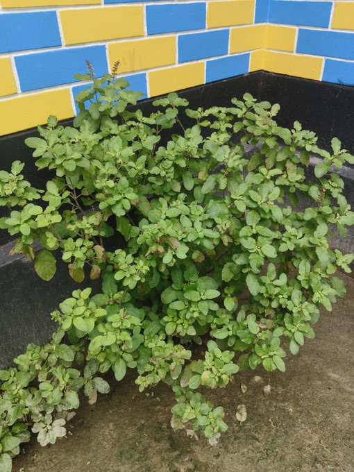 A green leafy herb plant growing in a dark planter against a blue and yellow tiled wall.