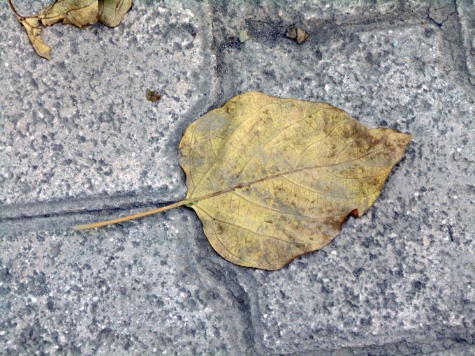 A dry, brown leaf lies on a textured gray stone pavement, with a few other small leaves scattered in the upper left corner.