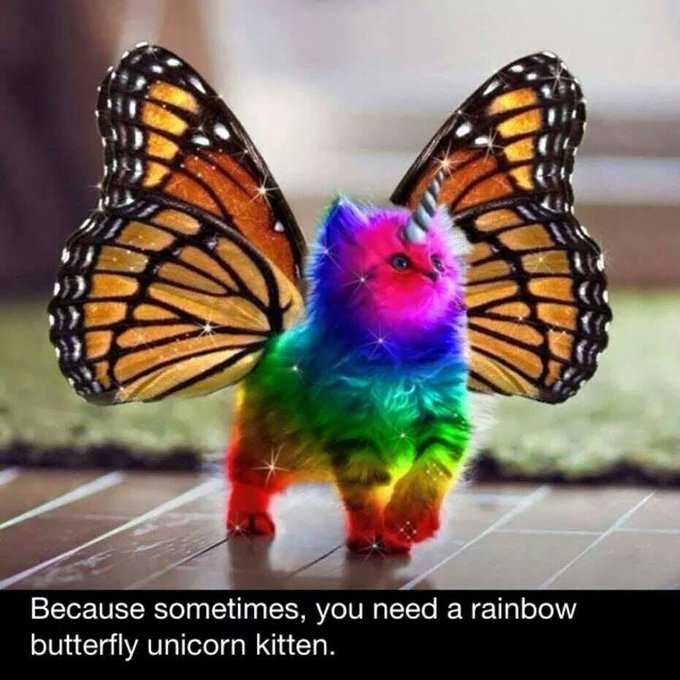 urnad cat with rainbow wings and a unicorn horn, accompanied by the text "Because sometimes you need a rainbow unicorn kitten."