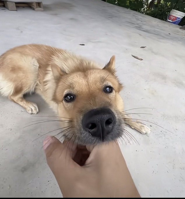 A tan dog lies on a concrete surface while a hand gently touches its chin, showing a close, affectionate moment between a person and their pet. The image relates to the post "Justice for Biaoge," suggesting the dog named Biaoge may have been involved in a situation requiring advocacy or support.