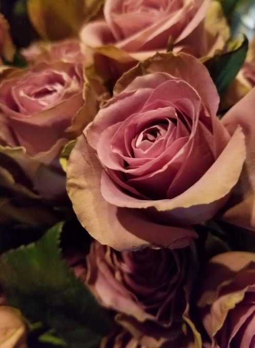 A close-up photograph of a bouquet of pink roses with some browning on the petal edges, showing the layered, spiraling blooms in soft lighting.