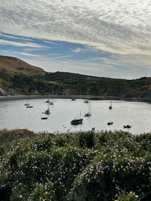 A scenic coastal view showing sailboats anchored in a harbor surrounded by green hills and a flower-covered foreground.