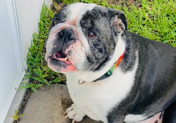 A bulldog with a brindle and white coat sits on a concrete surface next to green grass, wearing a colorful collar.