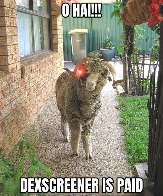 A sheep standing in a yard with a red laser pointed at its head; text reads 'O HAI!!!' at the top and 'DEXSCREENER IS PAID' at the bottom.