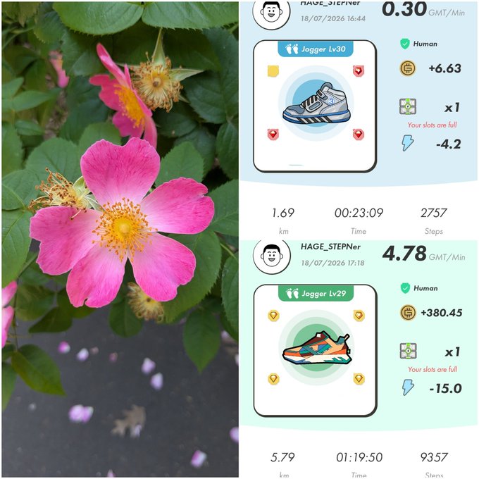 Split image showing a pink wild rose with yellow stamens on the left and two move-to-earn app screenshots for users HAGE_STEPNER featuring 'Jogger Lv30' and 'Jogger Lv29' sneakers with GMT rewards and step stats.