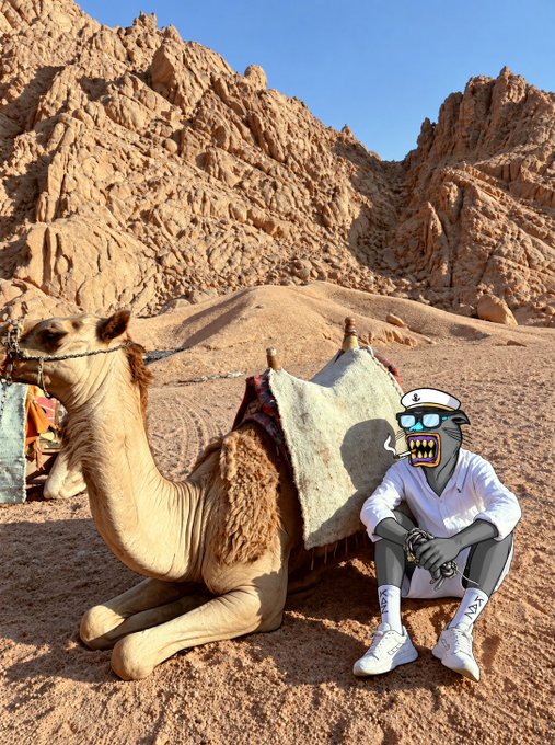 A surreal scene showing a cartoon sailor character with sunglasses and a sailor suit next to a real camel resting on sand in a rocky desert landscape.