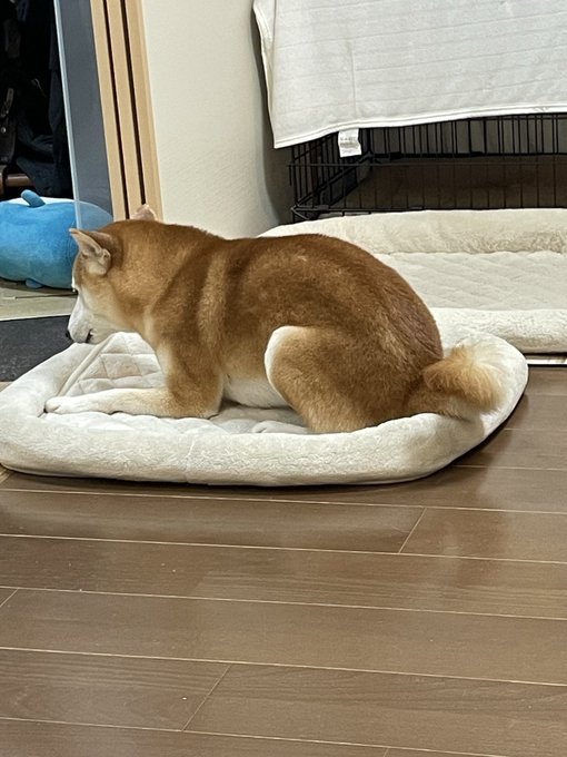 A Shiba Inu crouches low on a fluffy white pet bed, poised in a focused stance with its tail curled tightly and head down—looking remarkably like it's about to spring or take flight, matching the "about to take off" caption.