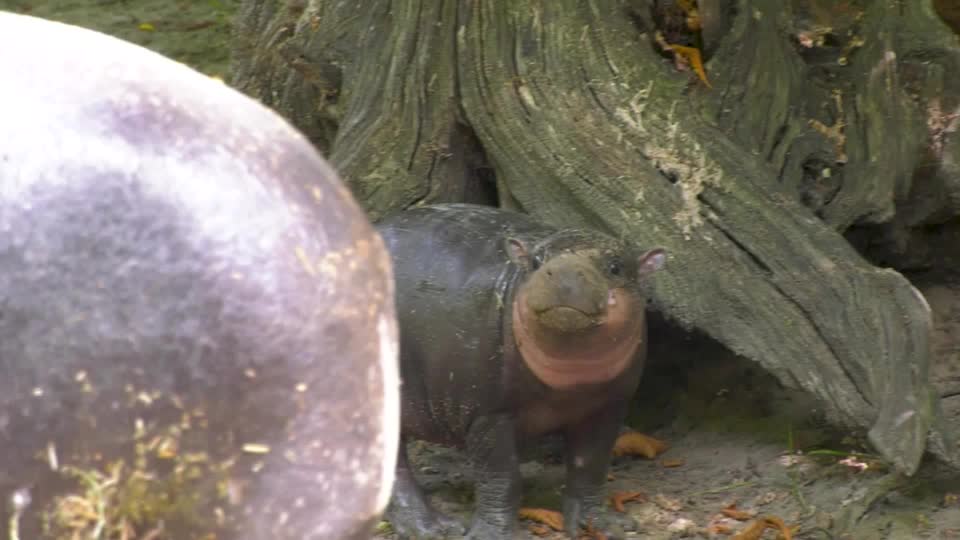 A baby hippopotamus with brown spots, possibly a brown one, is standing in front of a tree. It's a close-up shot of the cute animal that might resemble a human face due to its color. The background includes some foliage or trees which are not as prominent and could provide context for the setting but do not seem directly related to the main subject.