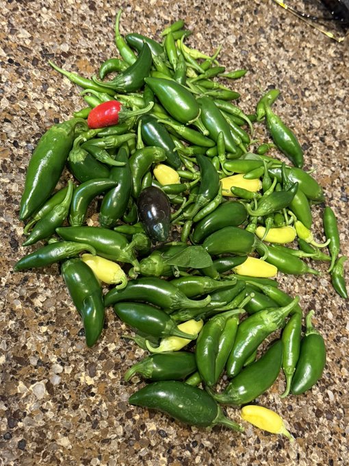 A pile of harvested green jalapeño peppers with a few yellow and red ones scattered throughout, resting on a speckled granite surface.