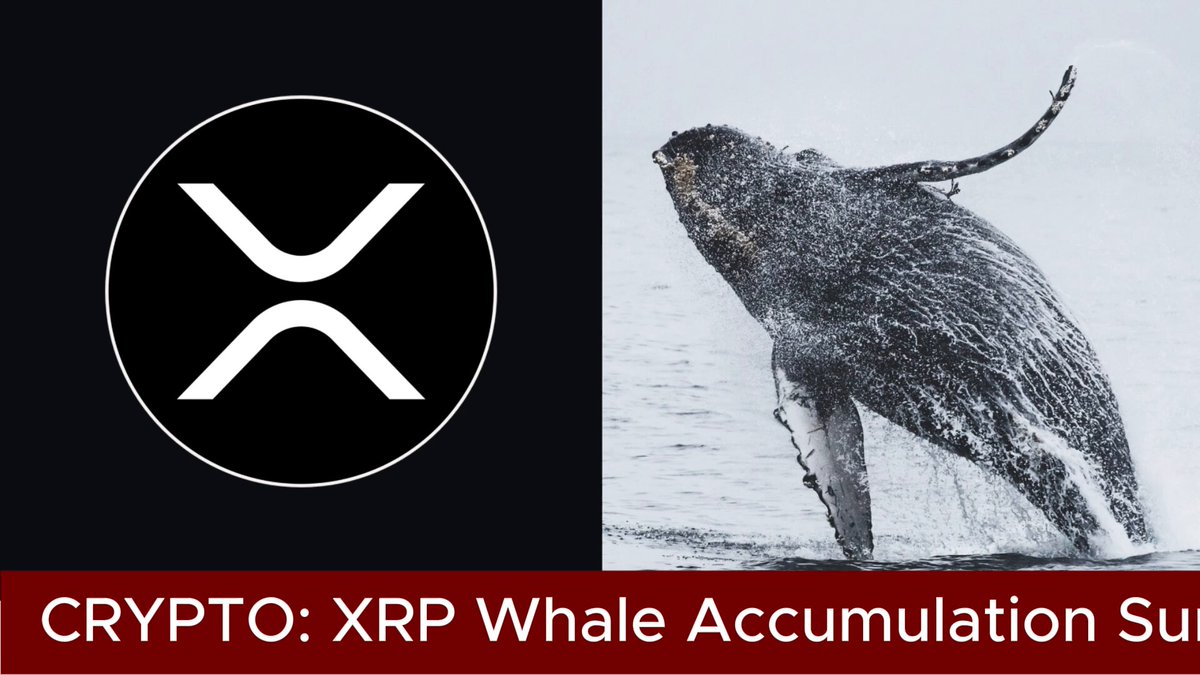 The image displays a logo featuring the symbol of Ripple cryptocurrency against a black background, with the words "Cypto" above it and "XRP" below. There are two images present: one of a whale swimming under its tail, and another of a bird flying in front of the whale. The text indicates that the Ripple whale accumulation has grown by 9% over the past six months, as seen by the accumulating wallets with at least 1 million tokens.
