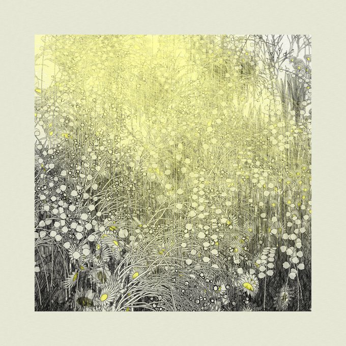 An artistic illustration of a field of white daisies and tall grass with a yellow-green glow in the background.