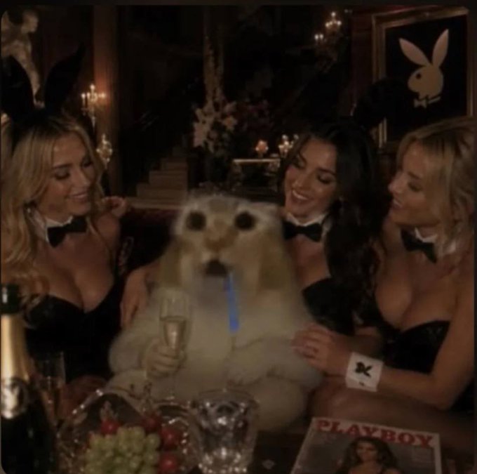 The image features a group of women dressed up as cat girls or ladies wearing bunny ears, sitting around a table with wine glasses and fruit. A cat is also present at the table, holding a blue object that appears to be champagne flute. The scene takes place in a room decorated for a party, which includes a painting on the wall featuring a bunny. The post about the cat products seems to be related to this gathering or event, possibly promoting a product like the one depicted by the cat at the table.