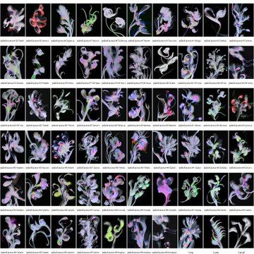 A grid of colorful, abstract digital art thumbnails featuring iridescent, fluid-like shapes with small text underneath each image.