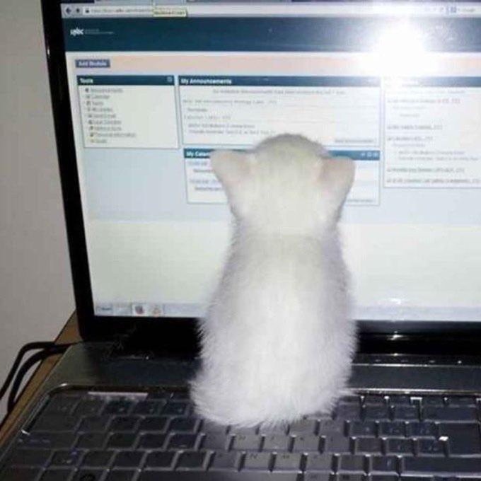 A white kitten viewed from behind, sitting on the keyboard of an open laptop and looking at a webpage on the screen.